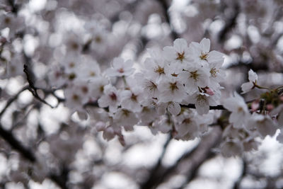 Close-up of white flowers on tree