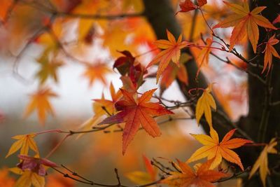 Close-up of maple leaves on tree