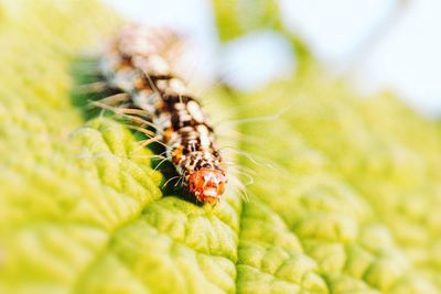 Close-up of caterpillar on leaf