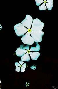 Close-up of frangipani blooming against black background