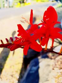 Close-up of red flowering plant