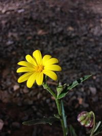 Close-up of yellow flower