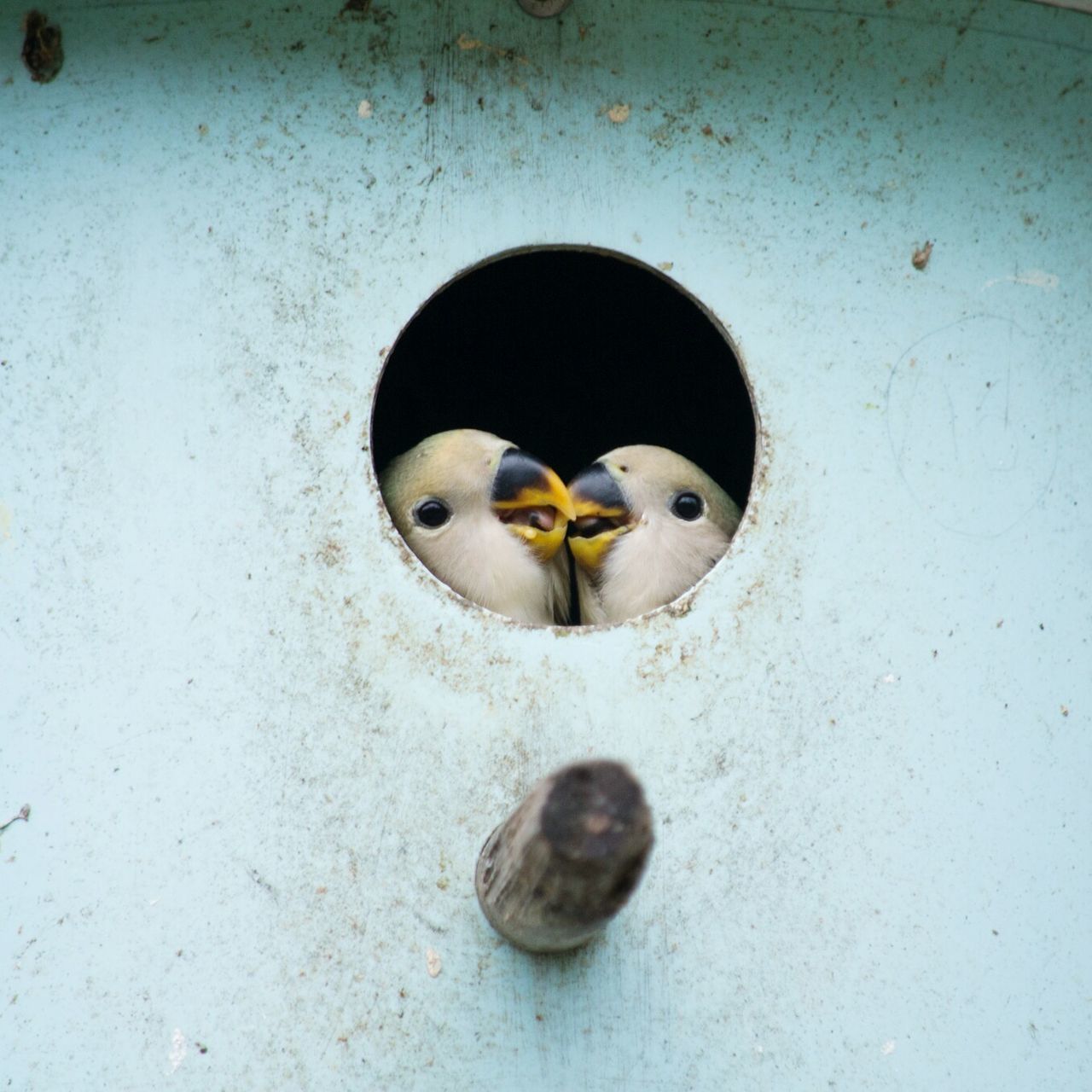 animal, animal themes, bird, vertebrate, animal wildlife, no people, animals in the wild, group of animals, day, young animal, close-up, young bird, food, high angle view, nature, metal, food and drink, outdoors, two animals, mouth open