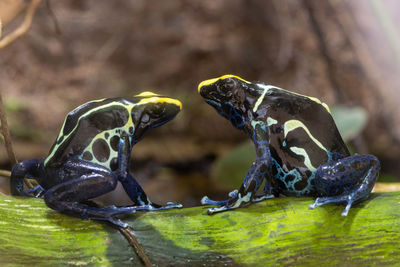 Close up of two dyeing poison dart frogs 