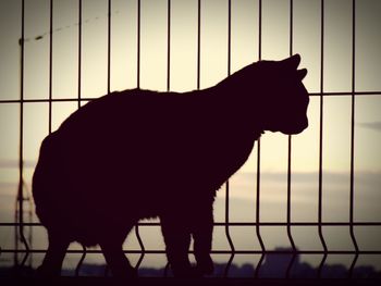 Side view of silhouette horse against sky during sunset