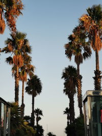 Low angle view of coconut palm trees against clear sky