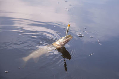 High angle view of man swimming in sea