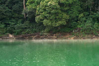 Scenic view of lake by trees in forest