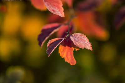 Close-up of water drops on leaves