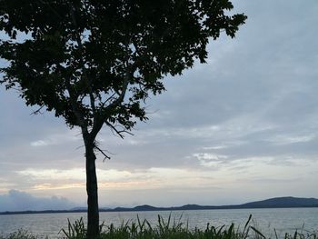 Silhouette tree by sea against sky during sunset