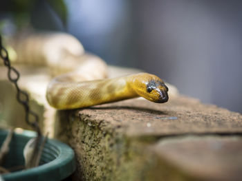 Close-up of snake on wall