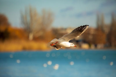 Close-up of bird flying against sky