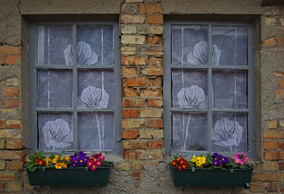 Potted plant on wall
