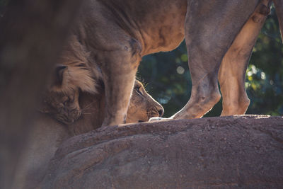 Low angle view of lions on rock