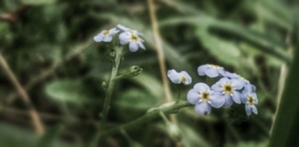 Close-up of white flowers