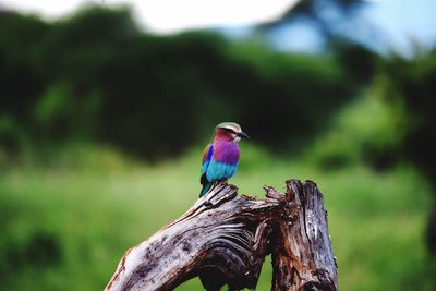 Close-up of bird perching on wooden post