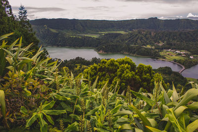 Plants and river against sky