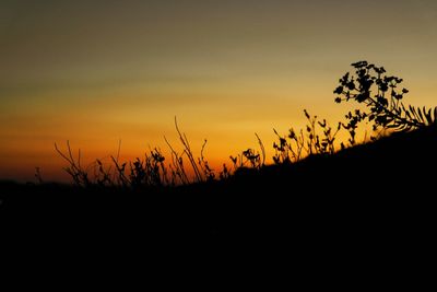 Silhouette plants on field against sky during sunset