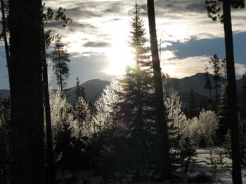 Trees in forest during winter