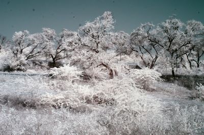 Infrared image trees on field against clear sky