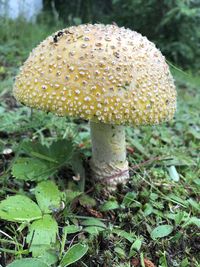 Close-up of mushroom growing on field