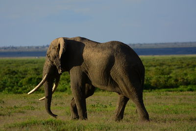 Elephant walking on grassy field