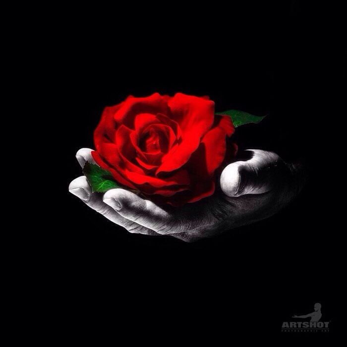 flower, petal, freshness, flower head, rose - flower, black background, studio shot, red, fragility, indoors, close-up, rose, single flower, beauty in nature, nature, copy space, no people, single rose, still life, bouquet