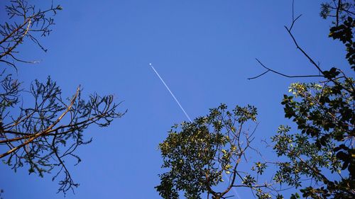 Low angle view of trees against sky