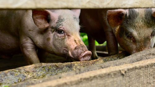 Close-up of pig