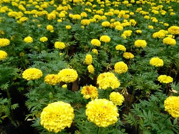 Close-up of yellow flowers blooming in field