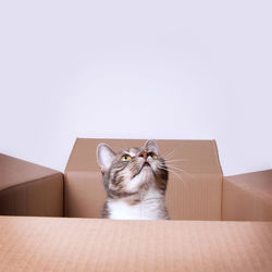 Portrait of cat sitting in box