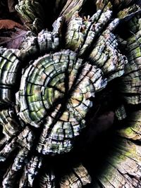 Close-up of tree stump