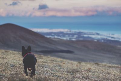 Close-up of pug walking on landscape