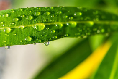 Close-up of raindrops on green leaves during rainy season