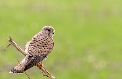 Close-up of falcon perching on plant
