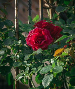 Close-up of red rose blooming outdoors