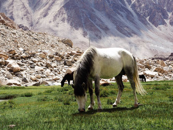 Horse grazing in a field