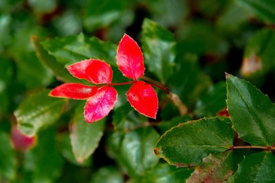 Close-up of red leaves on plant