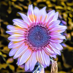 Close-up of flower blooming outdoors