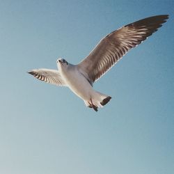 Low angle view of seagulls flying in sky