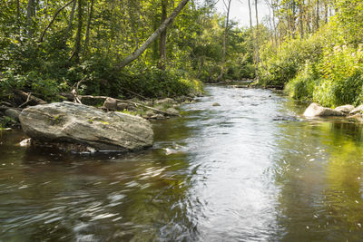 Stream flowing in forest