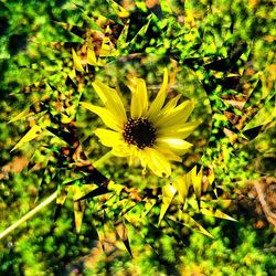 Close-up of yellow flower