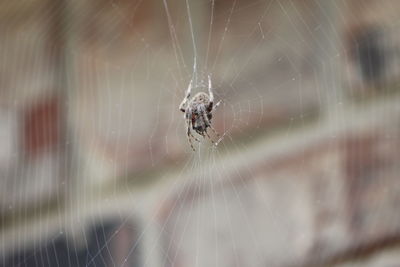 Close-up of spider on web