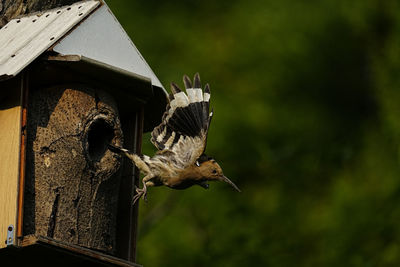 Close-up of bird perching on wooden post