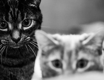 Close-up portrait of cat