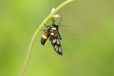 Close-up of butterfly