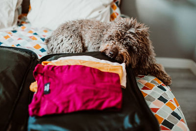 Dog sleeping on bed