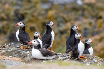 Close-up of birds perching