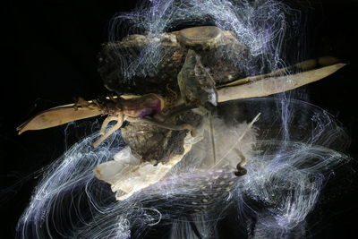 Close-up of crab over black background