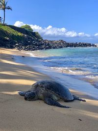 Huge turtle resting in hawaiian sand beach